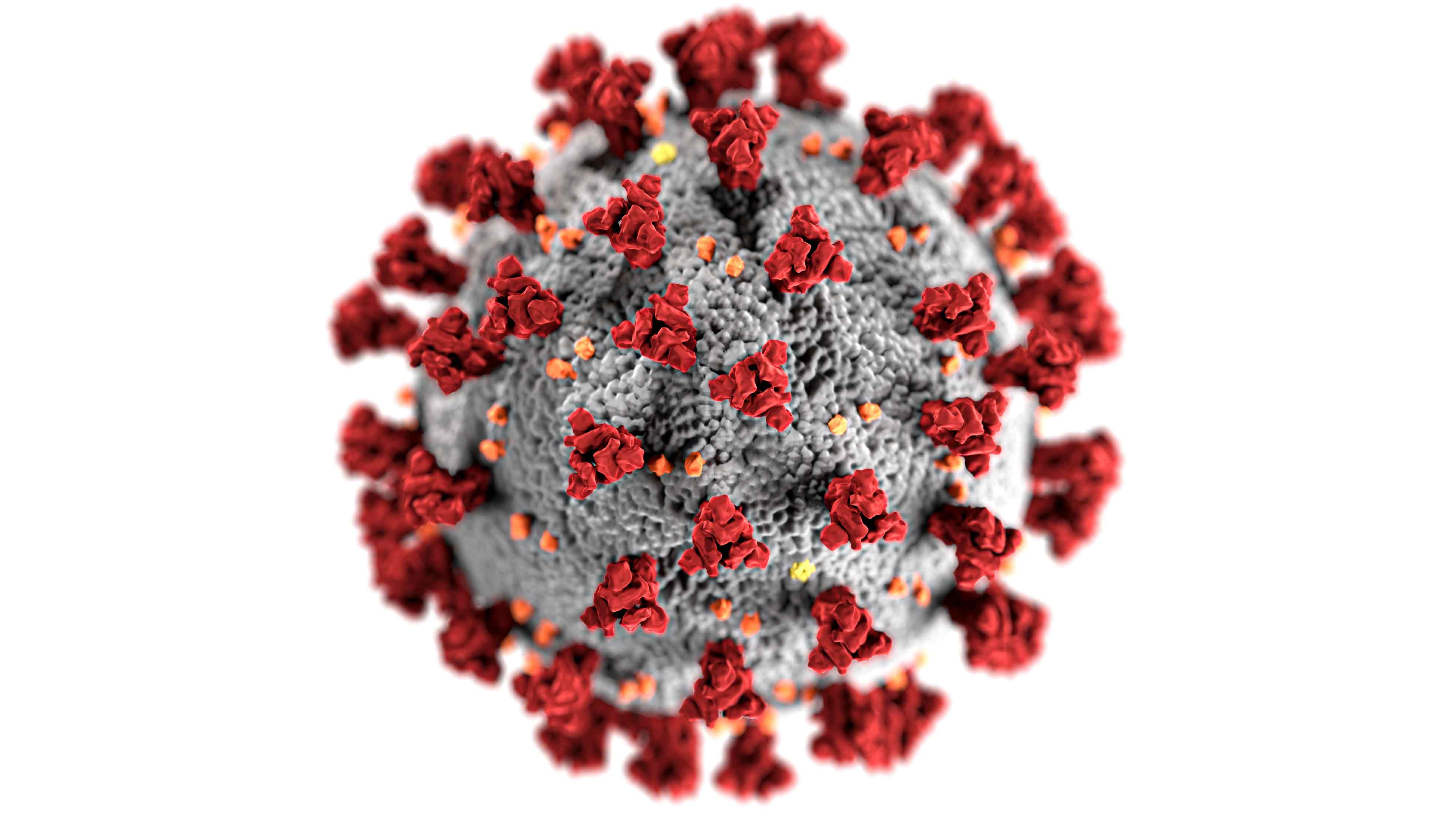 SARS-CoV-2_virus_COVID19.jpg